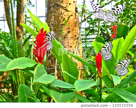 一隻體型較大的黑白相間的蝴蝶，白斑蝶（Idea leuconoe），停在紅薑上。 133572559