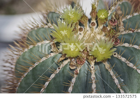 A cactus crown dragon with yellow flowers and lots of thorns blooming in a rest area A cactus crown dragon with yellow flowers and lots of thorns blooming in a rest area 133572575