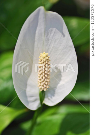 Spathiphyllum, a tropical plant of the Araceae family Spathiphyllum, a tropical plant of the Araceae family 133572576