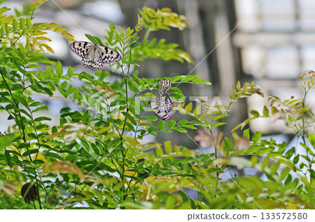 Large tree nymph with black and white mottled pattern Large tree nymph with black and white mottled pattern 133572580