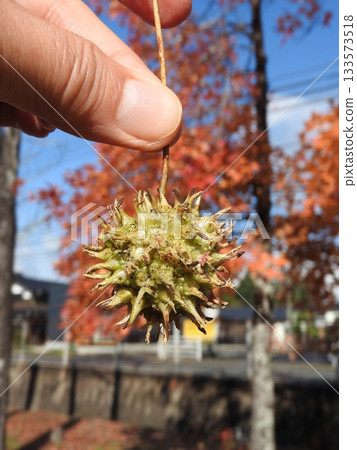 手中拿著一顆楓香果 手中拿著一顆楓香果 133573518