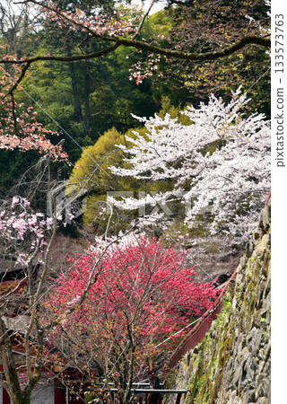 在石垣盛開的櫻花 133573763