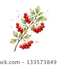 Watercolor branch hawthorn with red berries, isolated design element for your cards, prints or patterns. 133573849
