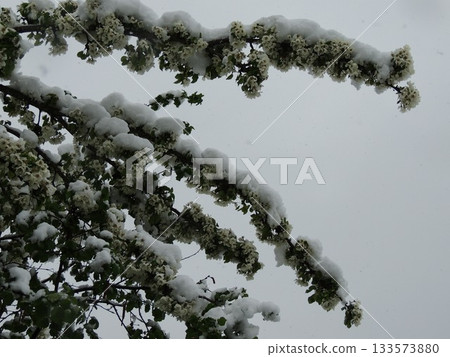 Branches of a garden tree with green leaves under a layer of fresh snow, a low angle view against a gray sky, snowfall during the flowering of orchards, a flowering pear tree after a snowfall 133573880