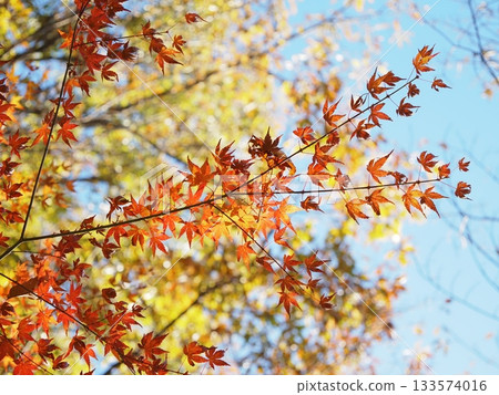 Autumn leaves shining in the blue sky Autumn leaves shining in the blue sky 133574016