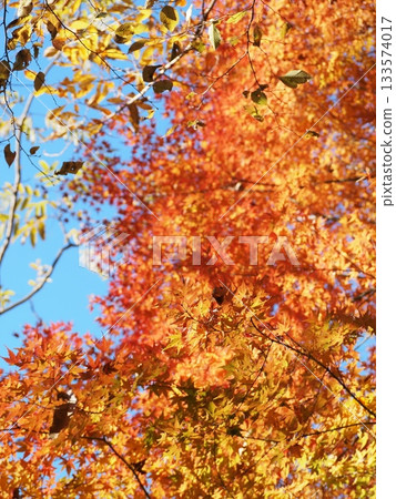 Blue sky and autumn leaves Blue sky and autumn leaves 133574017