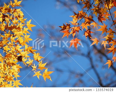Autumn leaves shining in the blue sky Autumn leaves shining in the blue sky 133574019