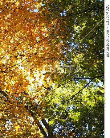 Before and after autumn leaves Before and after autumn leaves 133574020