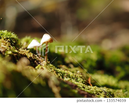 Small mushrooms Small mushrooms 133574039