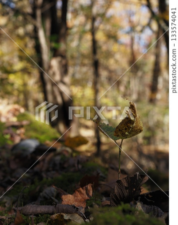 站在落葉之中 133574041