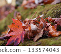 Autumn leaves falling on moss 133574043