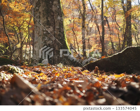 Carpet of fallen leaves Carpet of fallen leaves 133574045
