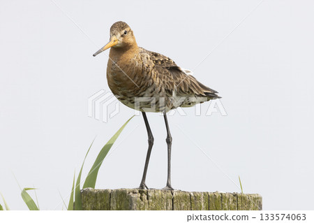 Black-tailed godwit stands gracefully on a post in Eempolder, Eemnes, Netherlands during a serene moment in nature Black-tailed godwit stands gracefully on a post in Eempolder, Eemnes, Netherlands during a serene moment in nature 133574063