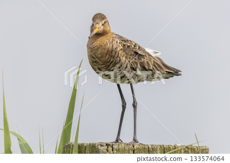 Black-tailed godwit stands gracefully on a post in Eempolder, Eemnes, Netherlands during a serene moment in nature Black-tailed godwit stands gracefully on a post in Eempolder, Eemnes, Netherlands during a serene moment in nature 133574064