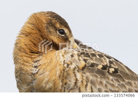Black-tailed godwit rests peacefully in Eempolder nature reserve during the serene hours of the day Black-tailed godwit rests peacefully in Eempolder nature reserve during the serene hours of the day 133574066