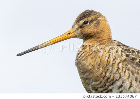 Black-tailed godwit spotted in Eempolder, Eemnes, Netherlands during calm daylight hours Black-tailed godwit spotted in Eempolder, Eemnes, Netherlands during calm daylight hours 133574067