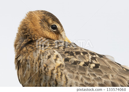 Black-tailed godwit rests peacefully in Eempolder nature reserve during the serene hours of the day 133574068