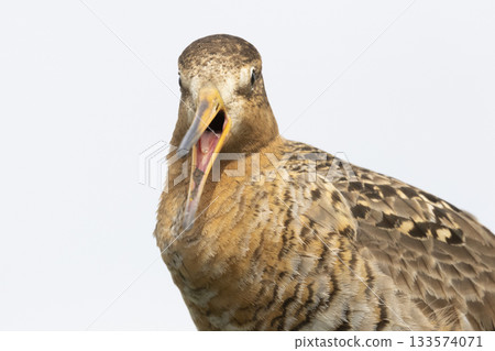 Black-tailed godwit calling in Eempolder, Eemnes, Netherlands during spring season 133574071