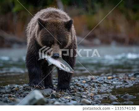 A grizzly bear with a freshly caught salmon on a rocky riverbank, a wild predator in its natural habitat 133574130