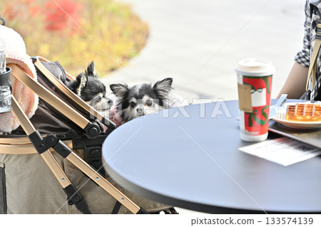 Walking with my dog, tea time on the terrace of a cafe, Chihuahua 133574139