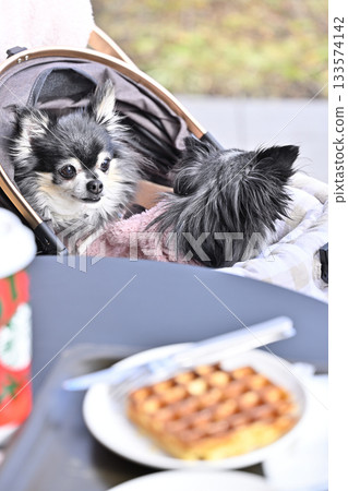 Walking with my dog, tea time on the terrace of a cafe, Chihuahua 133574142