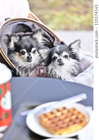 Walking with my dog, tea time on the terrace of a cafe, Chihuahua Walking with my dog, tea time on the terrace of a cafe, Chihuahua 133574143