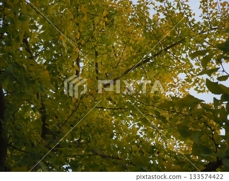 Ginkgo looking up Ginkgo looking up 133574422
