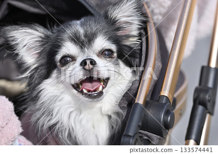 A very cute Chihuahua with a big smile A very cute Chihuahua with a big smile 133574441