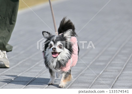 帶著我的長毛吉娃娃狗散步 133574541