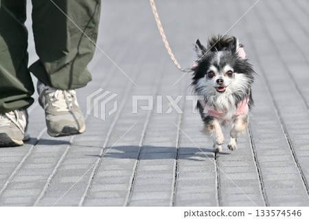 帶著我的長毛吉娃娃狗散步 133574546