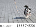 帶著我的長毛吉娃娃狗散步 帶著我的長毛吉娃娃狗散步 133574550