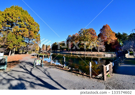 秋葉染紅了上尾丸山公園,景色美不勝收。 秋葉染紅了上尾丸山公園,景色美不勝收。 133574602
