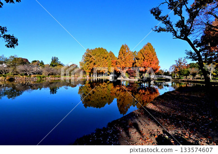 秋葉染紅了上尾丸山公園,景色美不勝收。 秋葉染紅了上尾丸山公園,景色美不勝收。 133574607