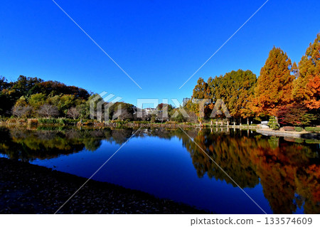 秋葉染紅了上尾丸山公園，景色美不勝收。 133574609