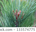 Close-up of buds and needles of Japanese red pine (akamatsu) 133574775