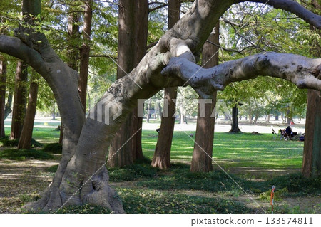 large forked tree 133574811