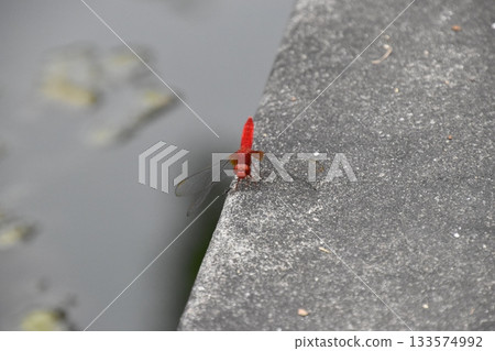 Kyoto Prefectural Botanic Garden 133574992