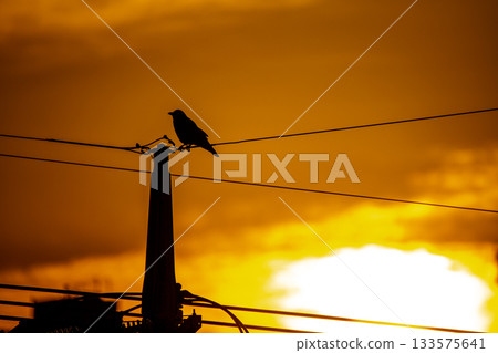 A crow standing at dusk A crow standing at dusk 133575641