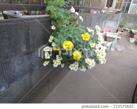 White and yellow chrysanthemum flowers hanging from a fence 133575685