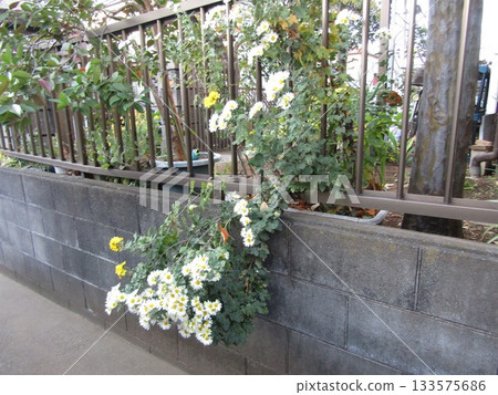 White chrysanthemum flowers in a home flowerbed 133575686
