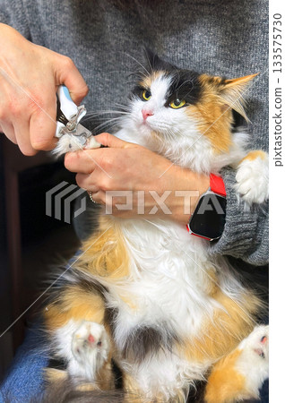 Cat claw trimming. Cat at the grooming salon. Close-up of a beautiful cat. Cat claw trimming. Cat at the grooming salon. Close-up of a beautiful cat. 133575730
