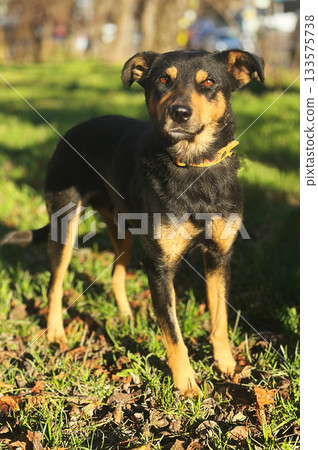 Dog in the park. Dog enjoying outdoors at a large grass field 133575738