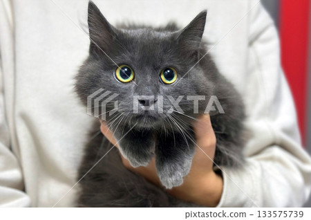 A woman holds a cute little kitten in her arms. Close-up of a beautiful cat in a woman's arms. 133575739