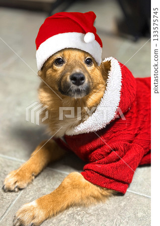 A dog dressed as Santa. Golden dog dressed in a Santa hat and sweater. A dog dressed as Santa. Golden dog dressed in a Santa hat and sweater. 133575745