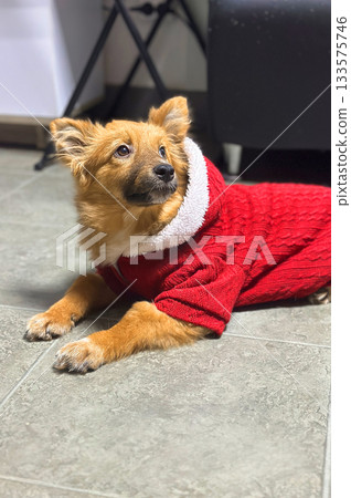 Dog at an animal shelter wearing red sweater. Dog waiting for adoption. Dog at an animal shelter wearing red sweater. Dog waiting for adoption. 133575746