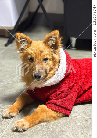 Dog at an animal shelter wearing red sweater. Dog waiting for adoption. Dog at an animal shelter wearing red sweater. Dog waiting for adoption. 133575747