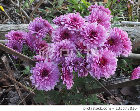 紅紫色盆栽菊花(瀧尾神社內的菊花) 紅紫色盆栽菊花(瀧尾神社內的菊花) 133575810