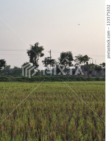 Vast green field under a cloudy sky with silhouetted trees Vast green field under a cloudy sky with silhouetted trees 133575832