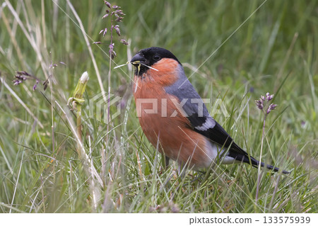 Eurasian bullfinch foraging in lush grass of Jotunheimen National Park during a summer morning 133575939