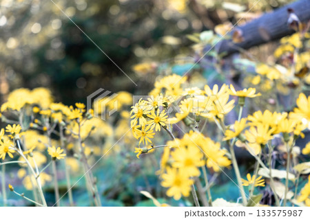 Add an accent to your autumn colours with Japanese butterbur. Add an accent to your autumn colours with Japanese butterbur. 133575987